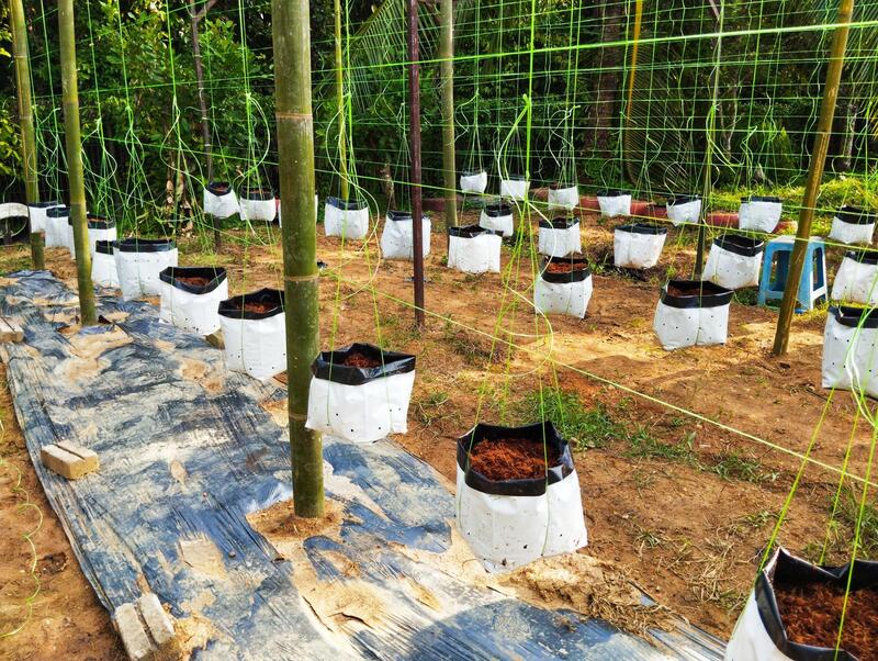 Hydroponics & Soilless Cultivation Systems Training