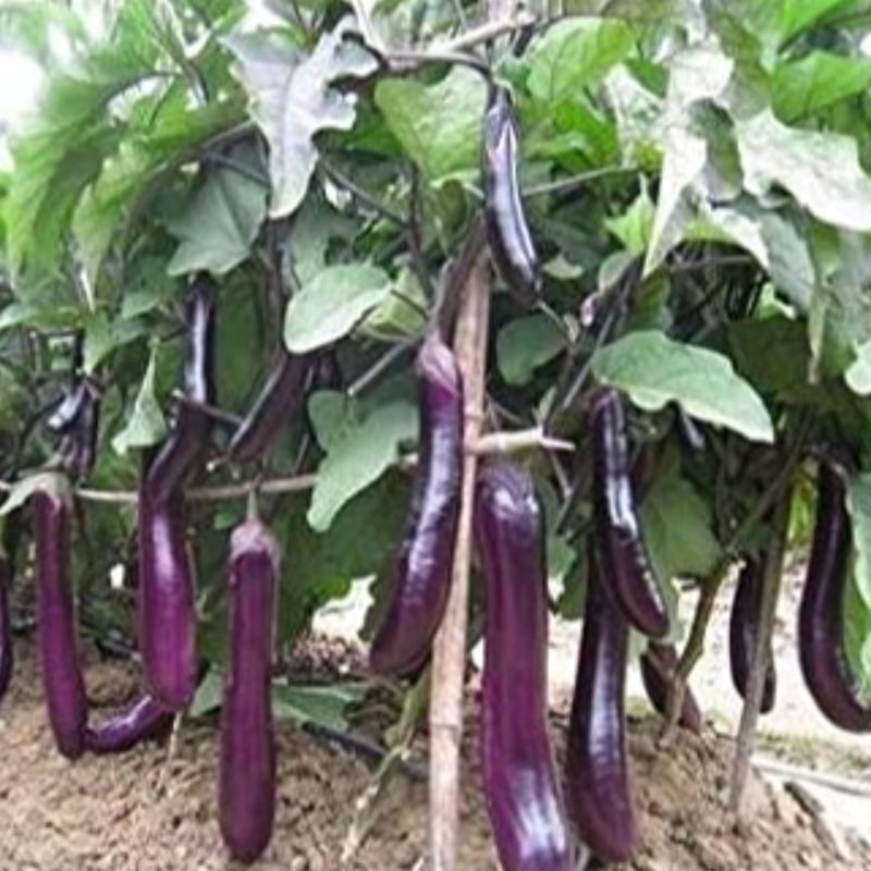 5Nos Blue Long Brinjal Seedlings