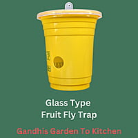 1pc Glass Type fruit Fly Trap | పండు ఈగ బుట్టలు