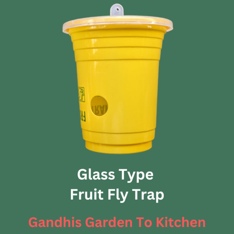 1pc Glass Type fruit Fly Trap | పండు ఈగ బుట్టలు