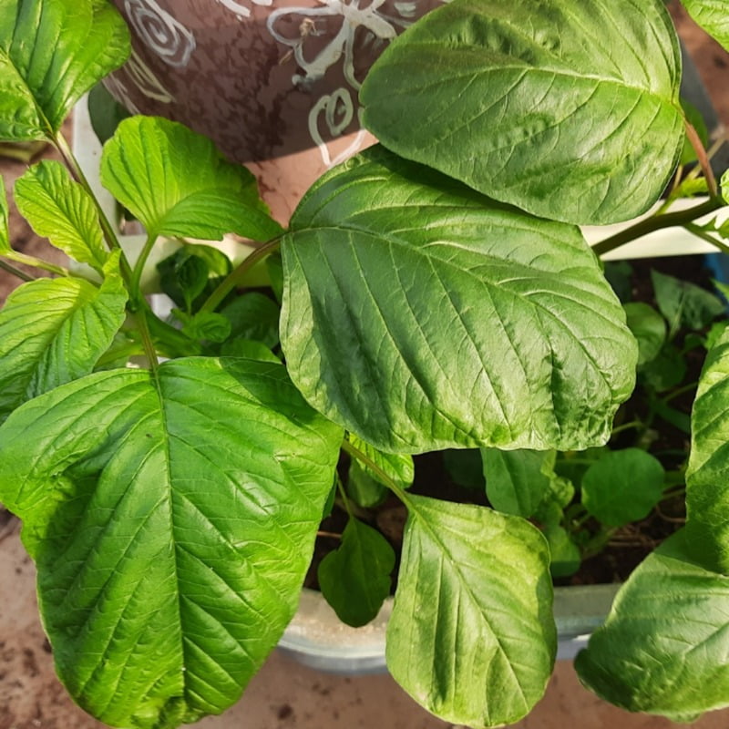 Amaranth తోటకూర Rajgira