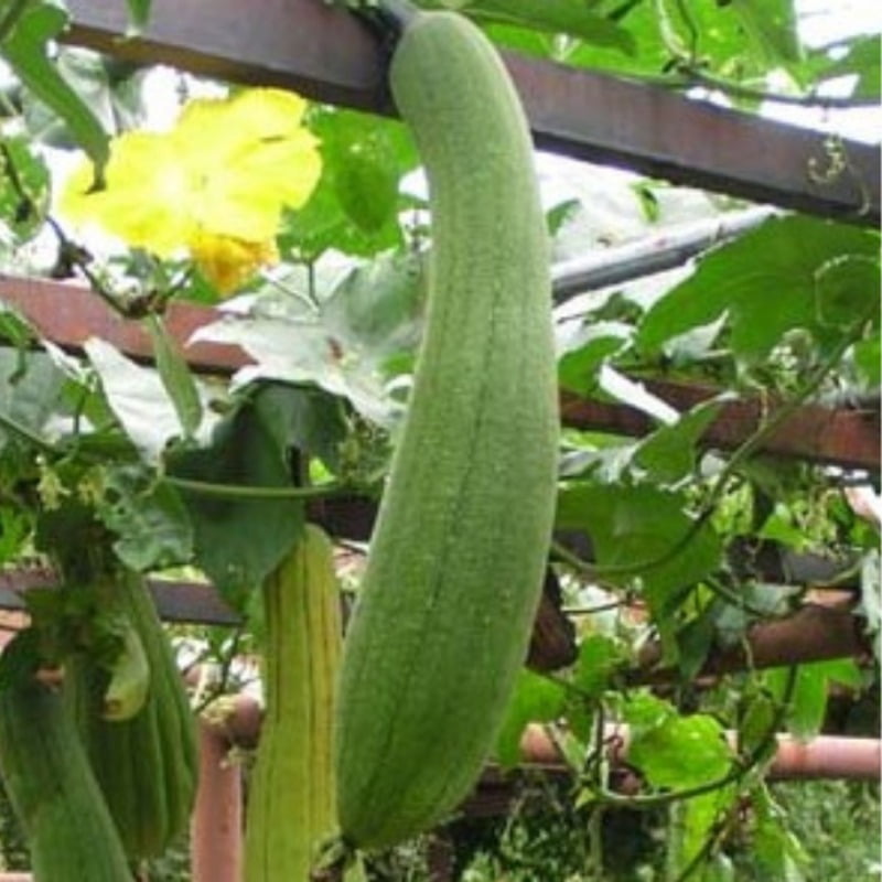 Sponge Gourd నేతి బీర Luffa 8 to 10 sponge gourd seeds