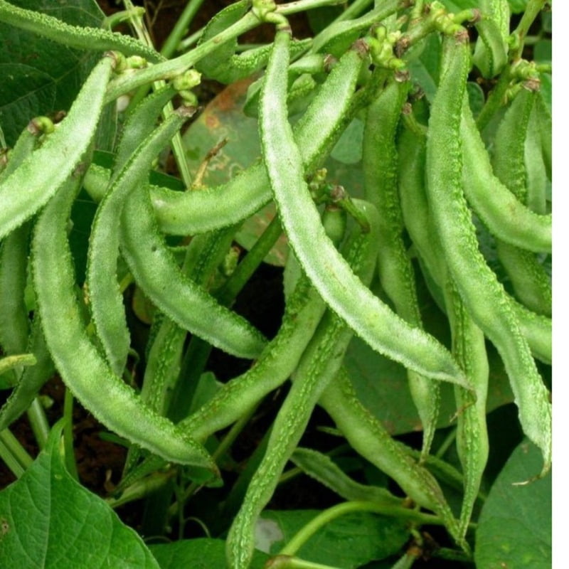 Lima Beans చెట్టు చిక్కుడు Sem Phali 10-12 seeds