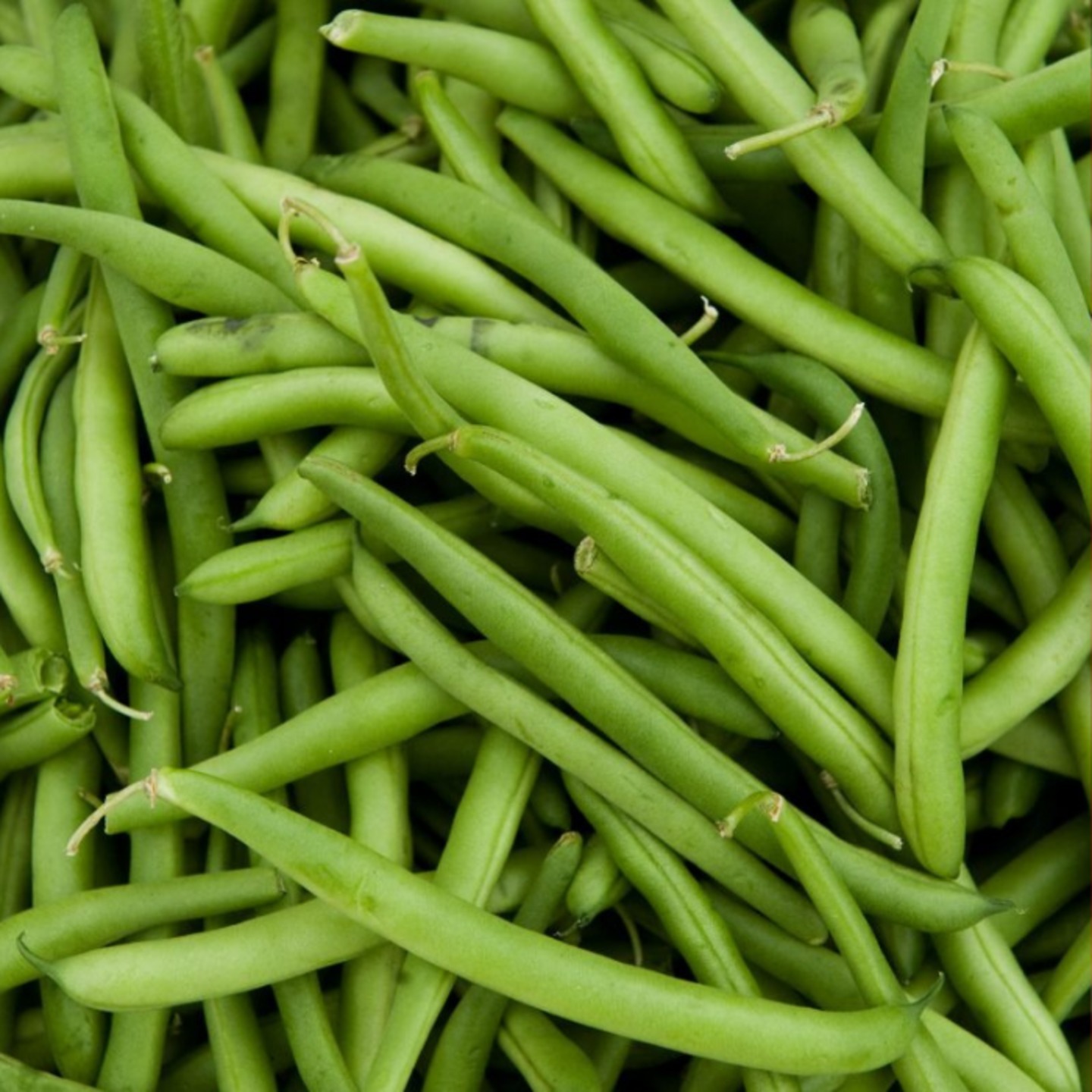 French Beans ఫ్రెంచ్ బీన్స్ 12-15 seeds