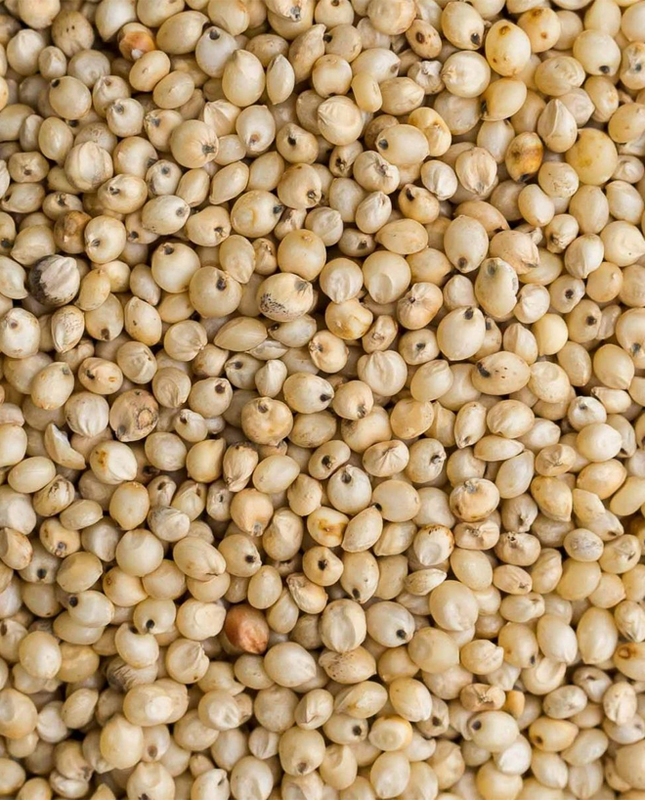 White Solam / Sorghum