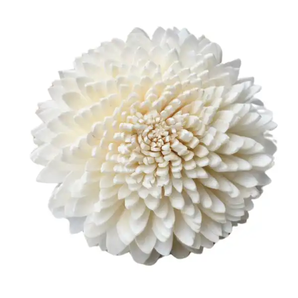 Wild Zinnia sola dry flowers for rustic home décor, floral arrangements, and eco-friendly crafts