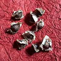 Organic Drumstick (Moringa) Plant Seeds - 3 seeds Open Pollinated