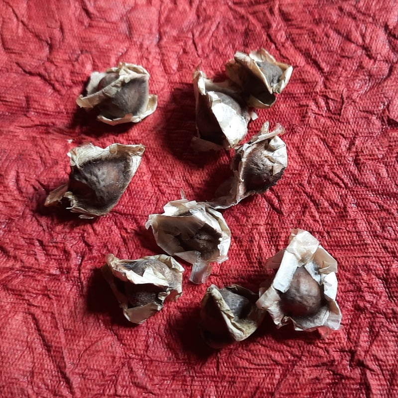 Organic Drumstick (Moringa) Plant Seeds - 3 seeds Open Pollinated