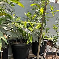 Chandramukhi Rudraksha Plant 2 years age