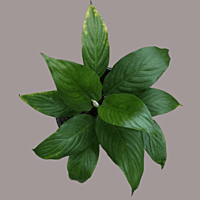 Peace Lily Air Purifying Plant in pot for Indoor 1no