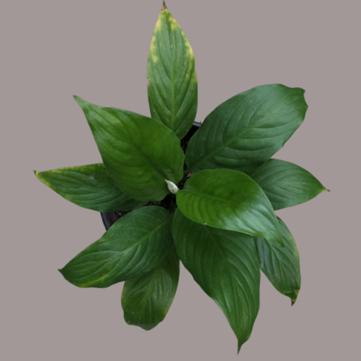 Peace Lily Air Purifying Plant in pot for Indoor 1no