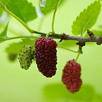 Mulberry Plant