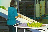 Sorting & Grading Area Sanitation