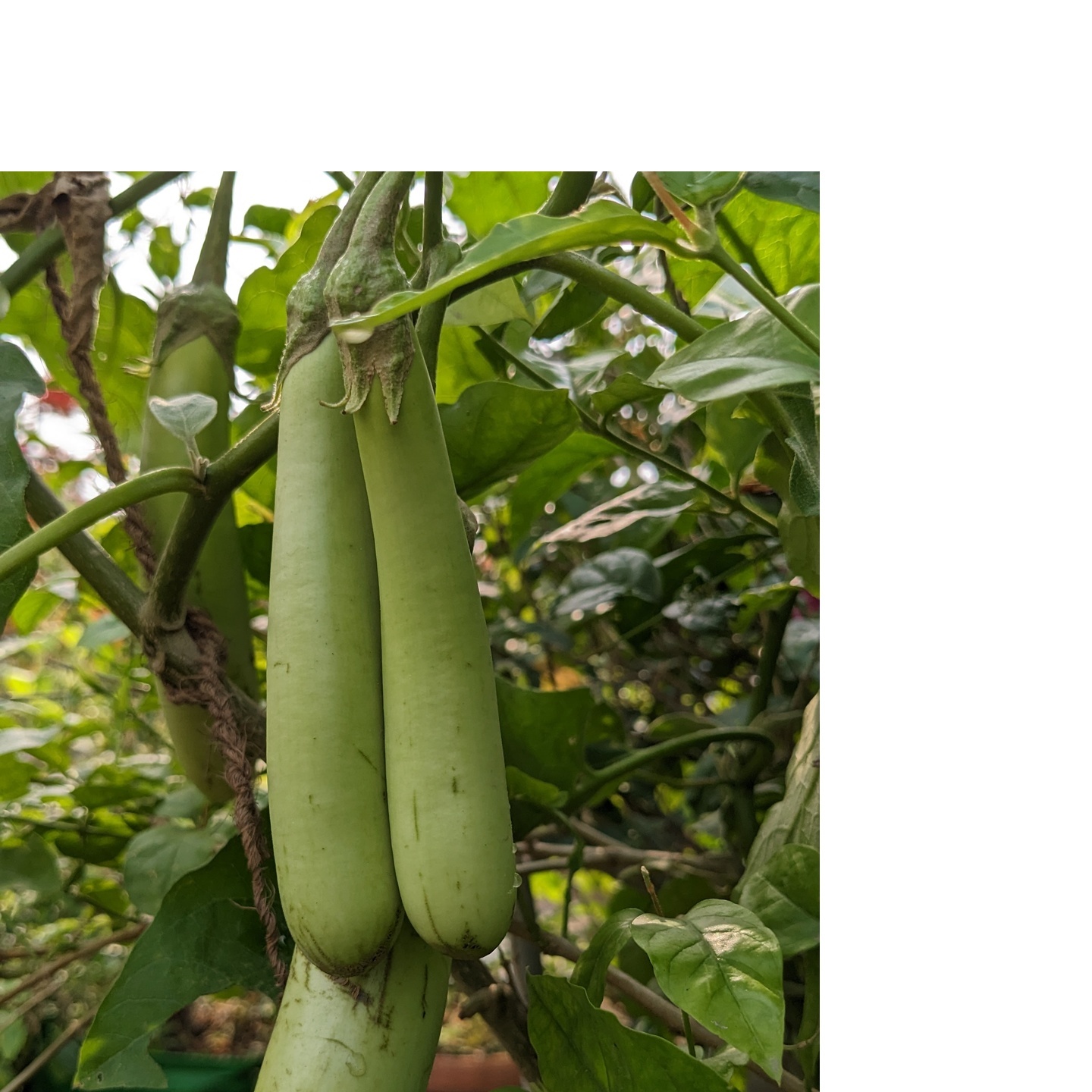 12 to 15 OP seeds Green Long Brinjal