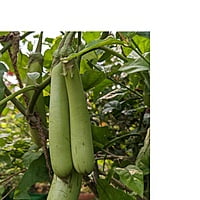 12 to 15 OP seeds Green Long Brinjal