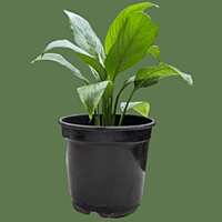 Peace Lily Air Purifying Plant in pot for Indoor 1no