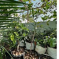 Chandramukhi Rudraksha Plant 2 years age