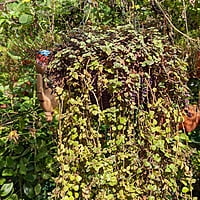 Tangled Heart hanging plant