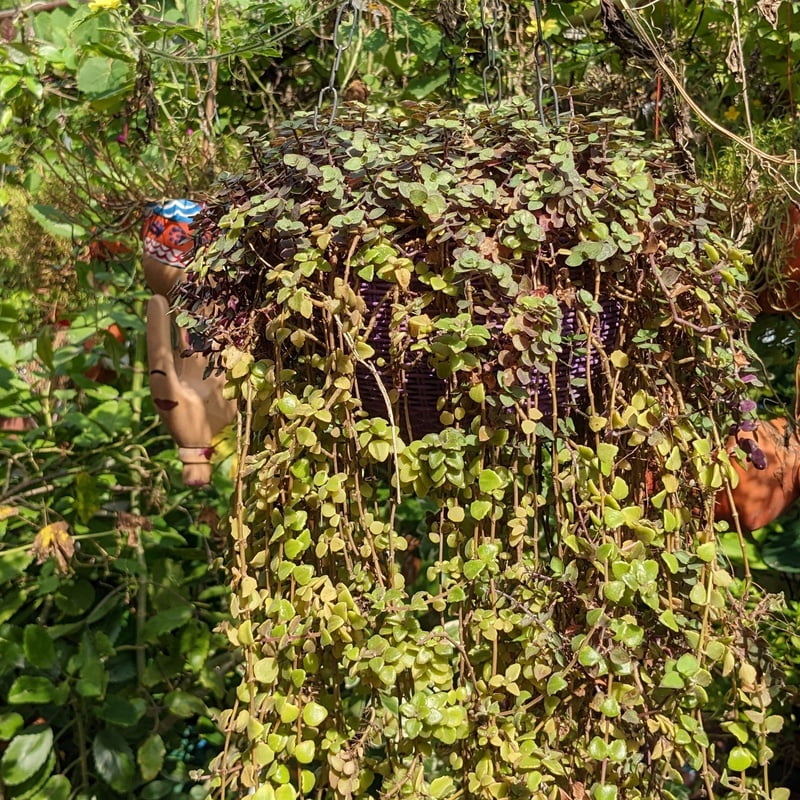 Tangled Heart hanging plant