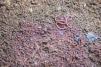 Organic Waste Composting & Vermicomposting Service