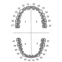 API Typodonts Individual B561 – Adult Size