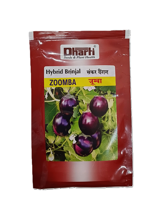 Hybrid Brinjal ZOOMBA by Dharti Seeds