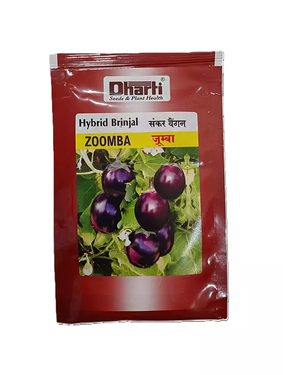 Hybrid Brinjal ZOOMBA by Dharti Seeds
