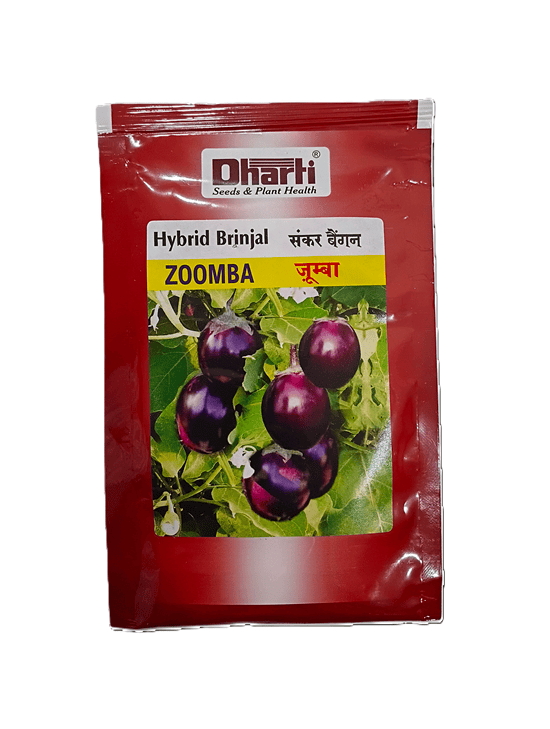 Hybrid Brinjal ZOOMBA by Dharti Seeds