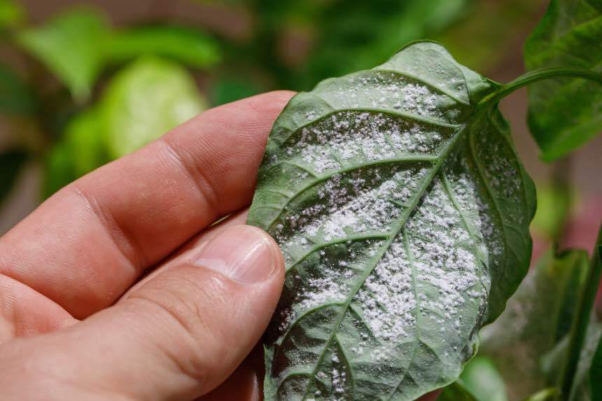 Spider Mites Spider Mites
